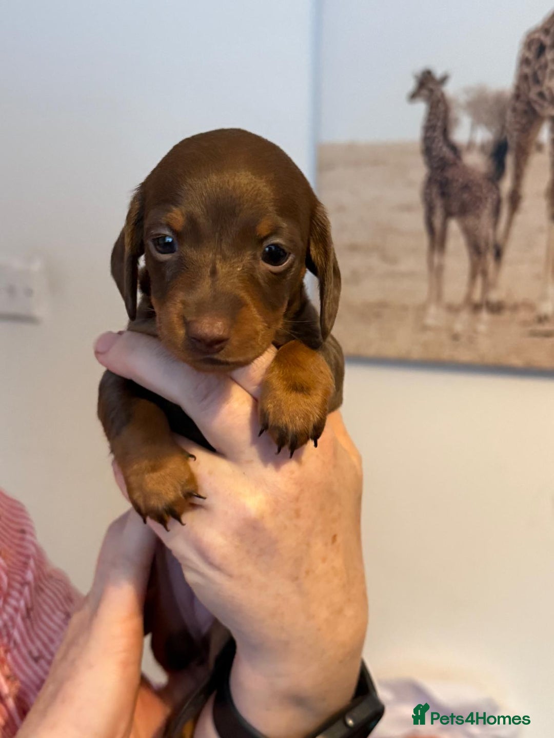 Miniature Dachshund dogs for sale: Stunning litter of miniature daschounds  - Image 9