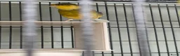 Canaries birds for sale: Canaries x 6 - Advert 4
