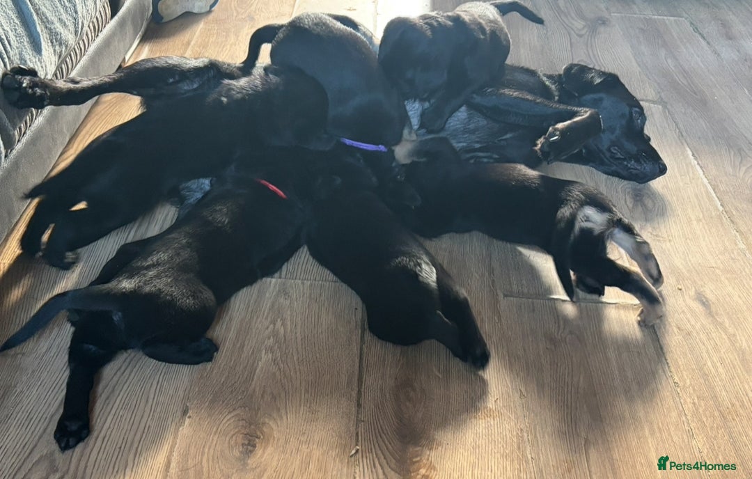 Goldador dogs for sale: Stunning Black Lab/Golden Retriever Puppies - Advert 18