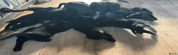 Goldador dogs for sale: Stunning Black Lab/Golden Retriever Puppies - Advert 21