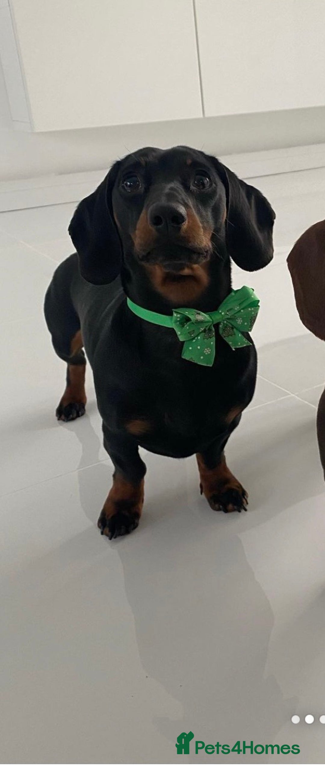Miniature Dachshund dogs for stud: Proven Stud Black & Tan Miniature Dachshund Stud in Durham - Advert 8