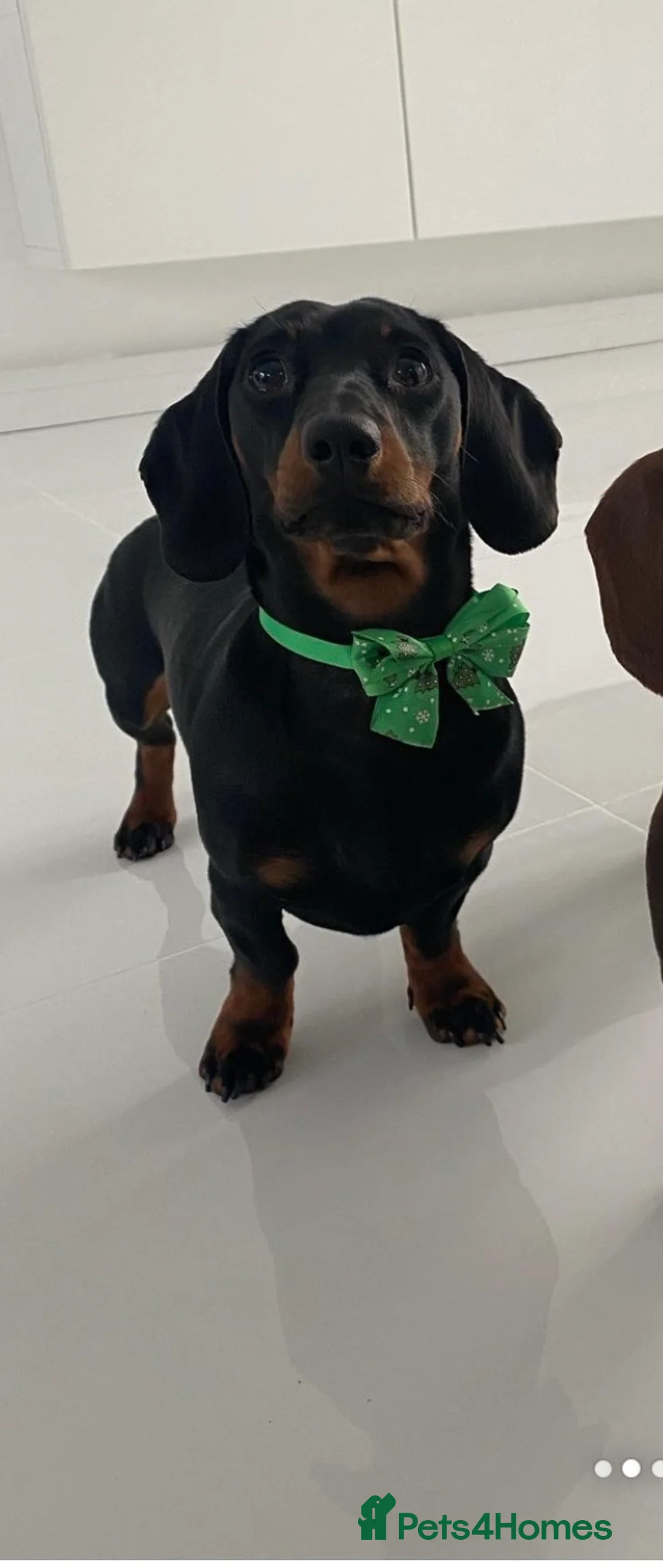 Miniature Dachshund dogs for stud: Proven Stud Black & Tan Miniature Dachshund Stud in Durham - Advert 8