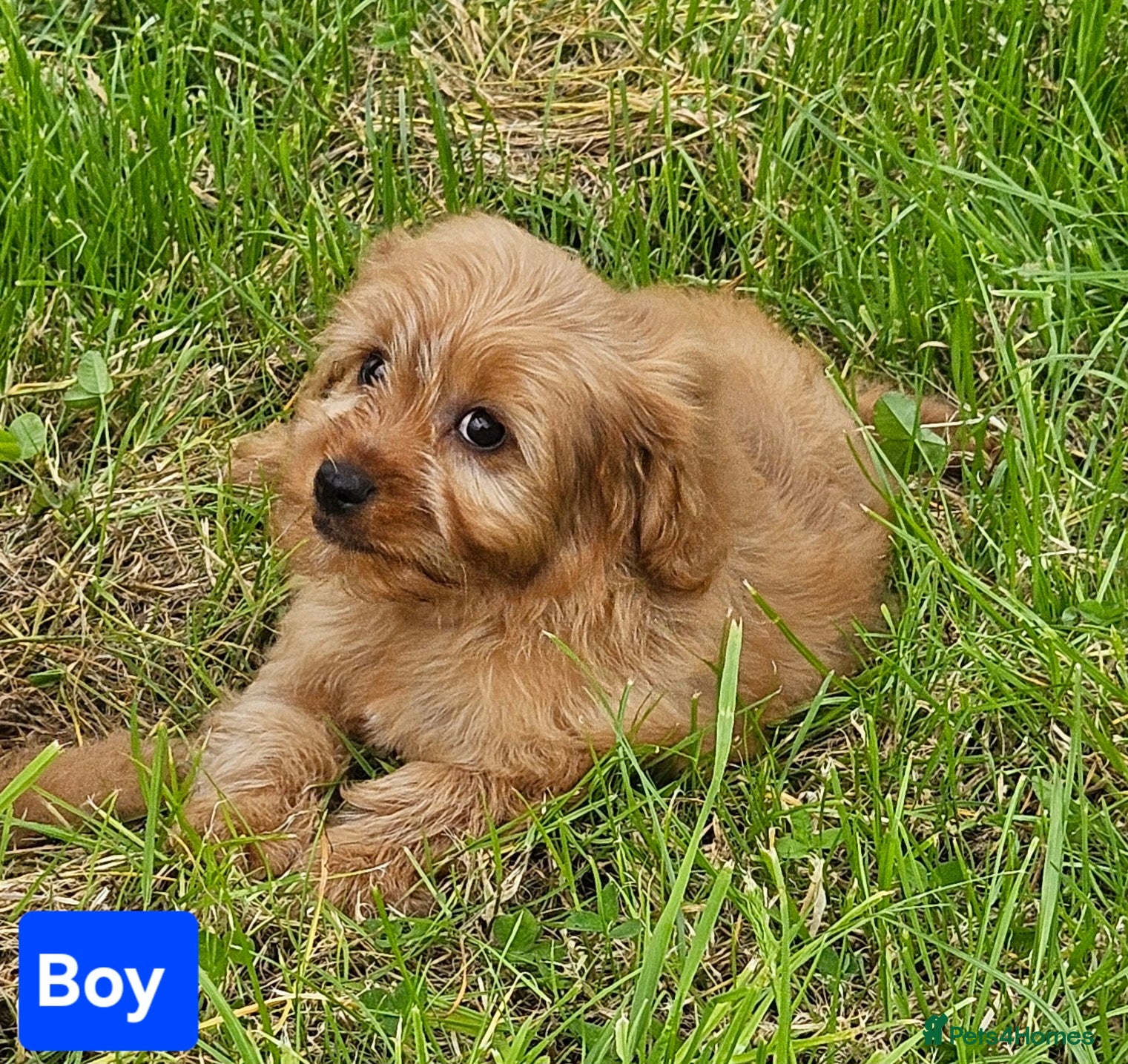 Cavapoo dogs Beautiful cavapoo puppies for sale  - Advert 4