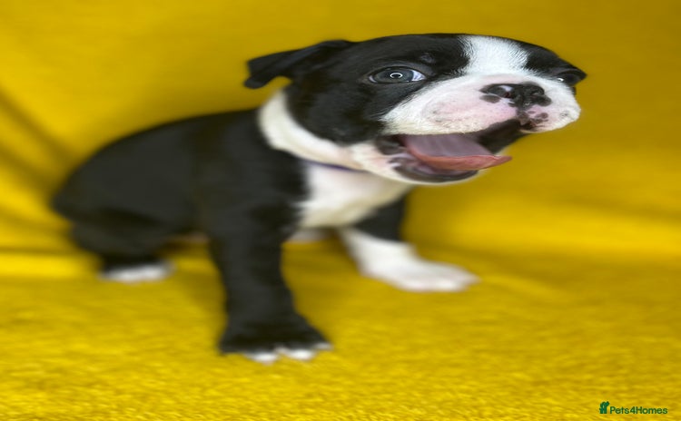 Boston Terrier dogs - Advert 2