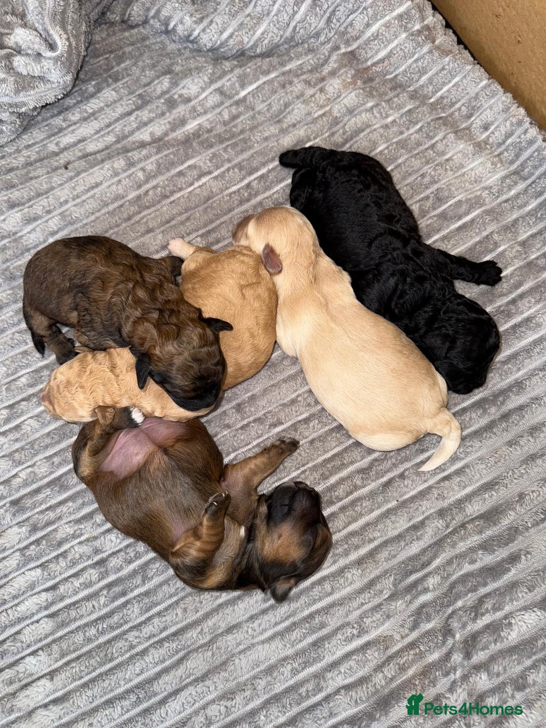 Cavachon dogs for sale:  🐶✨Cavapoochon Puppies ready to reserve 🐶✨ - Image 7