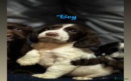 Cocker Spaniel dogs for sale: Adorable cocker spaniel puppies - Image 21