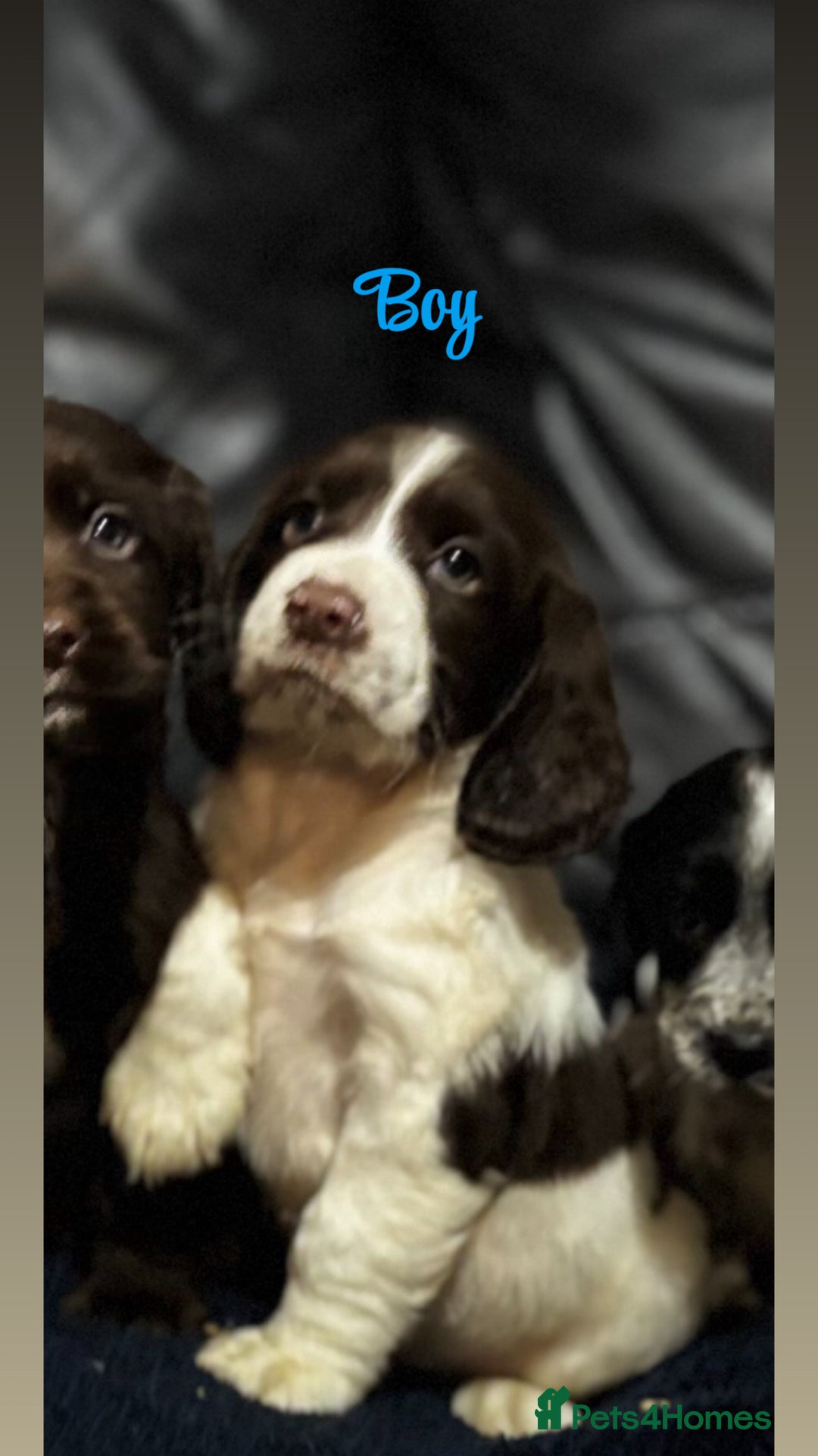Cocker Spaniel dogs for sale: Adorable cocker spaniel puppies - Image 21