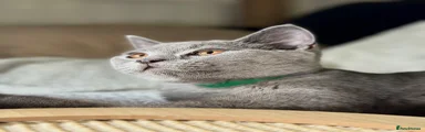 Green Kitten