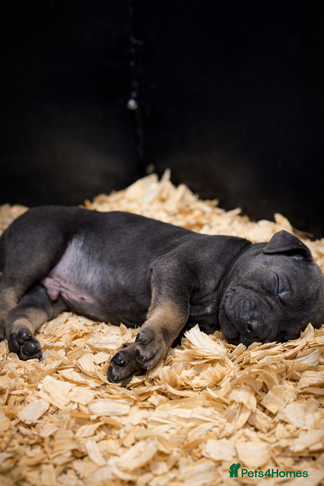 Presa Canario dogs for sale: Working Line Presa Canario Puppies - Advert 7