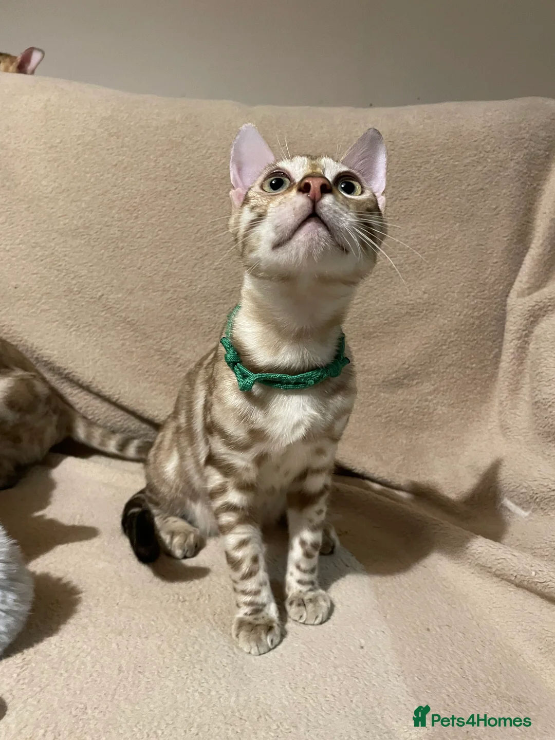 Bengal cats for sale:  Beautiful Bengals able to leave. - Advert 36