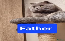 Scottish Fold cats for sale:  One Scottish fold another Scottish straight  - Image 9