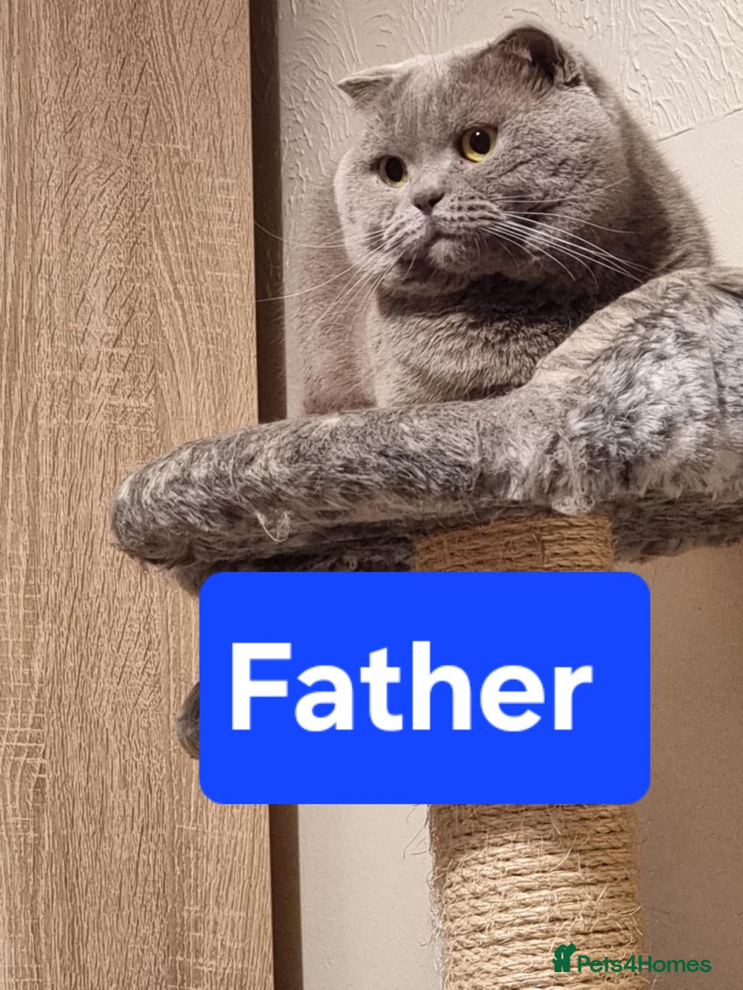 Scottish Fold cats for sale:  One Scottish fold another Scottish straight  - Image 9