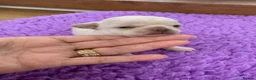 Chihuahua dogs for sale: 5* LICENSED. Gorgeous KC Chihuahua GIRLS - Advert 26