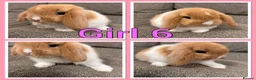 Mini Lop rabbits for sale: Mini lop babies  - Advert 3