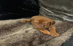 Dogue De Bordeaux dogs for sale: Excellent home bred pups - Advert 8