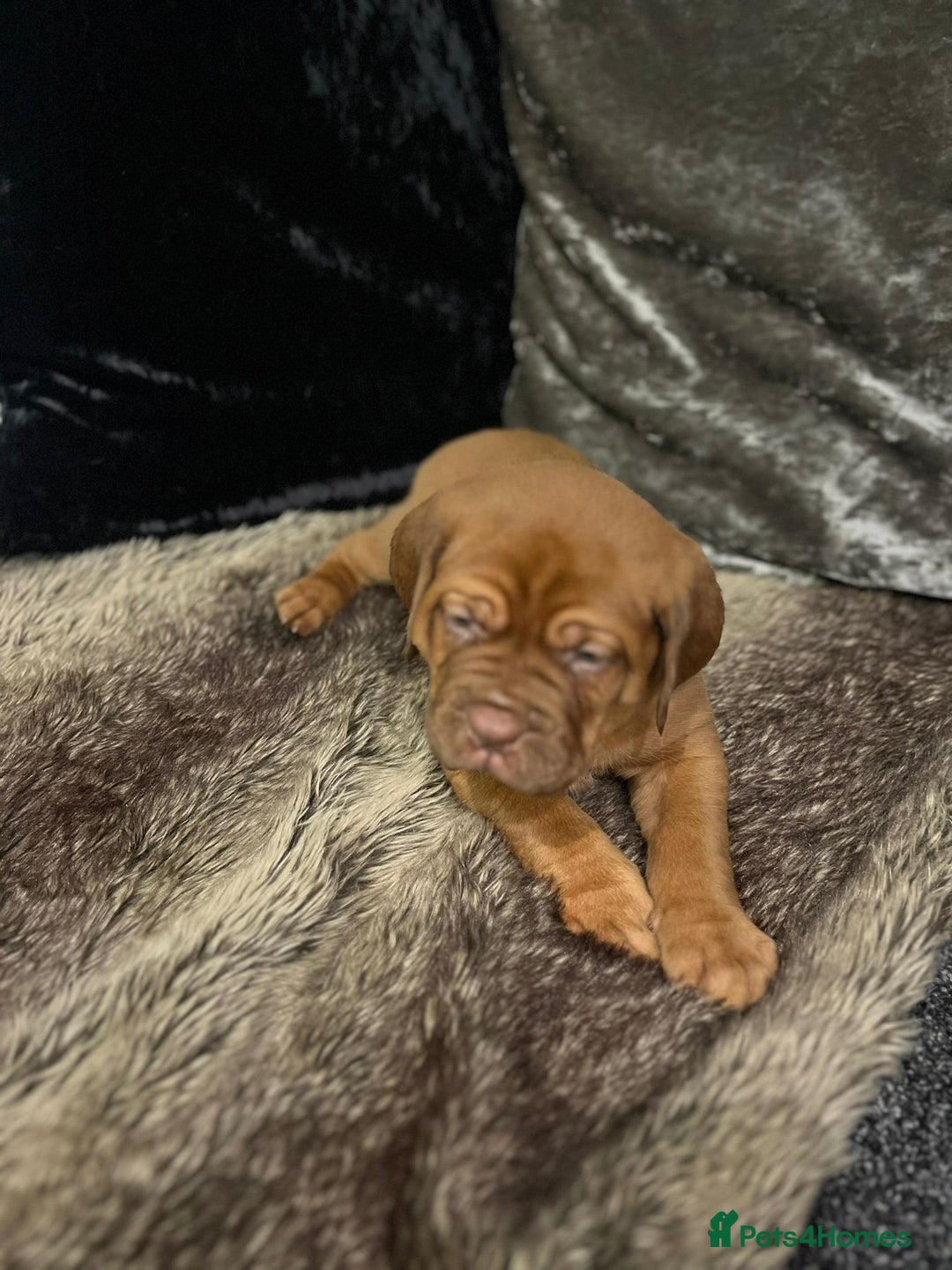 Dogue De Bordeaux dogs for sale: Excellent home bred pups - Advert 8