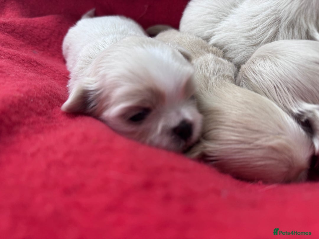 Shih Tzu dogs for sale: Creams shihtzus 5* puppies  - Image 4