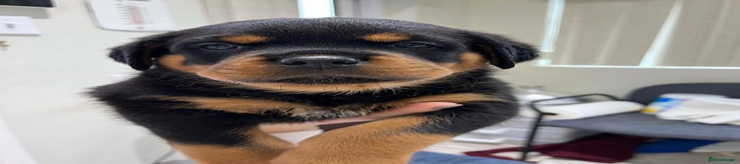 Rottweiler Puppy 1