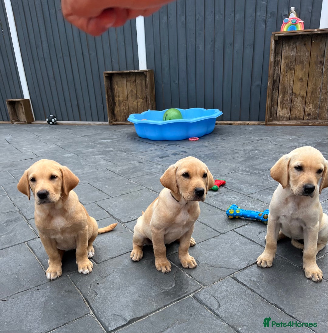 Labrador Retriever dogs for sale: Labrador Retrievers ** only 2 girls left ** - Image 3