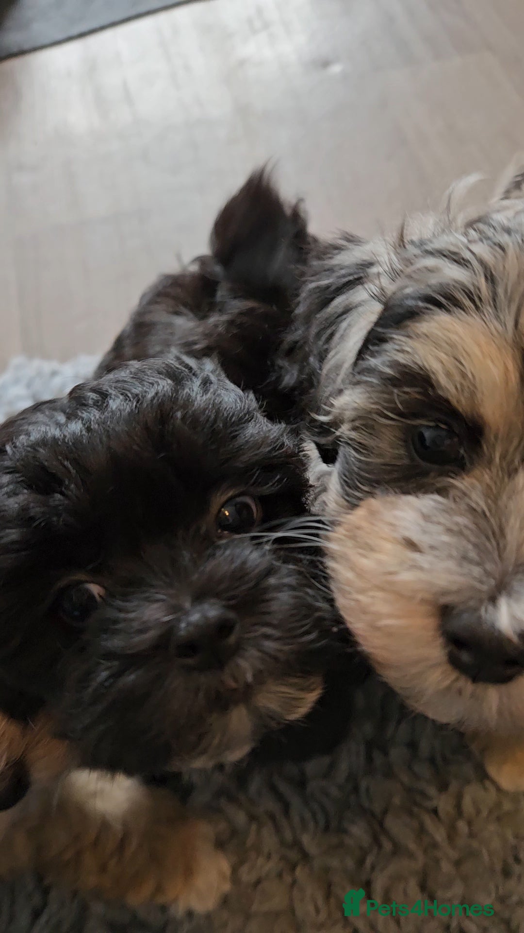 Maltipoo dogs for sale: Beautiful F1 Merle Maltipoo boy - Image 10