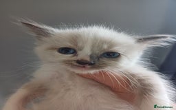 Ragdoll cats for sale: 6 gorgeous fluffy ragdoll kittens  - Image 2