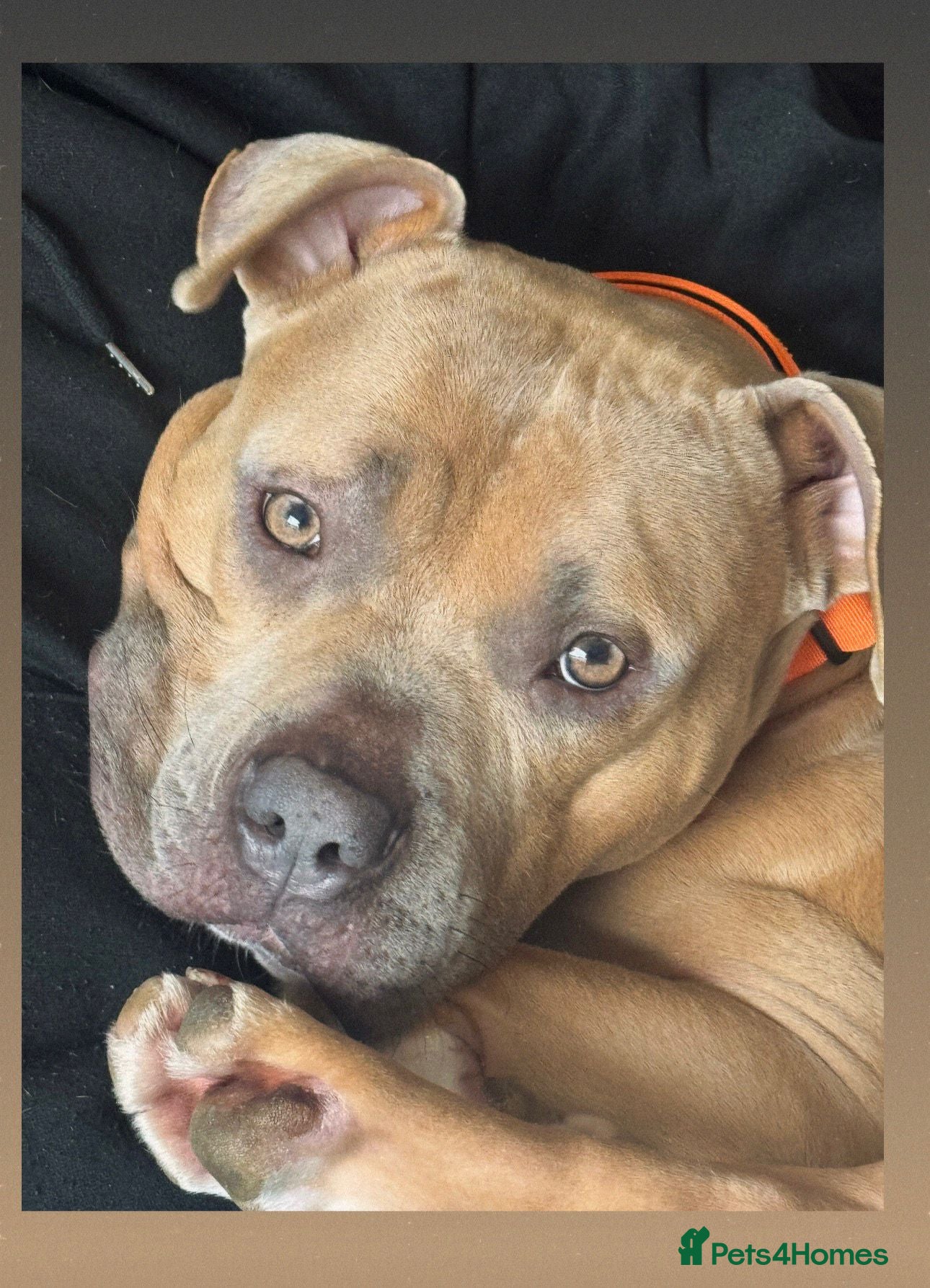 Staffordshire Bull Terrier dogs Gorgeous staffie cross available for adoption  - Advert 2