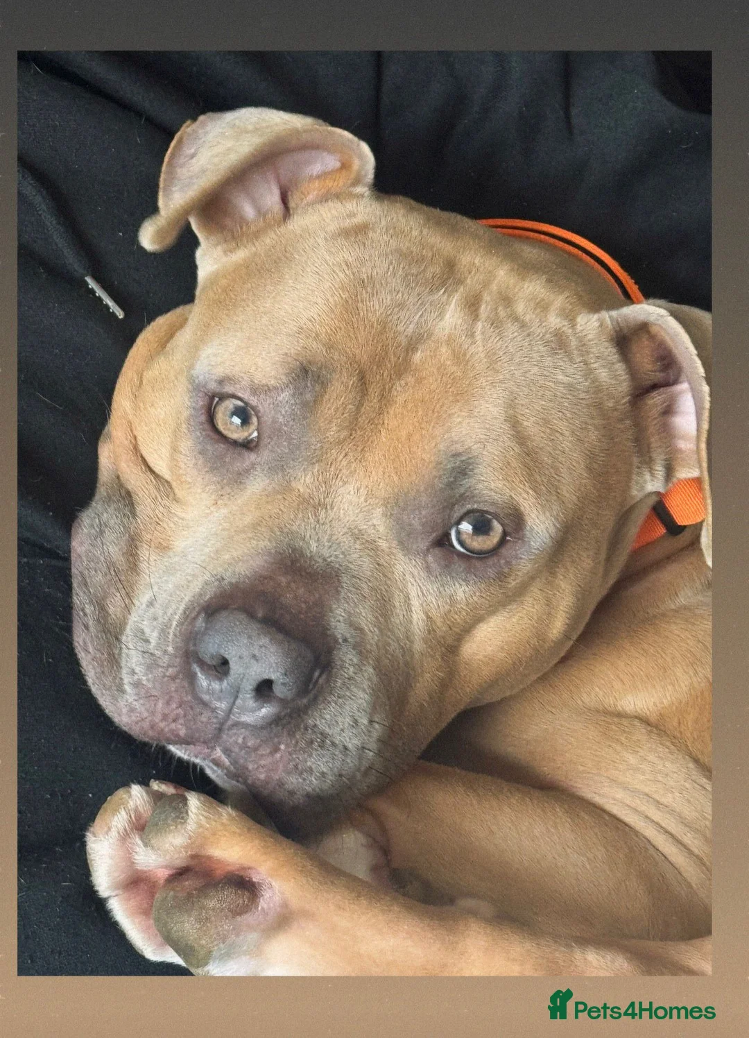 Staffordshire Bull Terrier dogs for adoption: Gorgeous staffie cross available for adoption  in Tilbury - Advert 1
