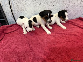 Jack Russell dogs Jack Russell terrier puppies - Advert 13
