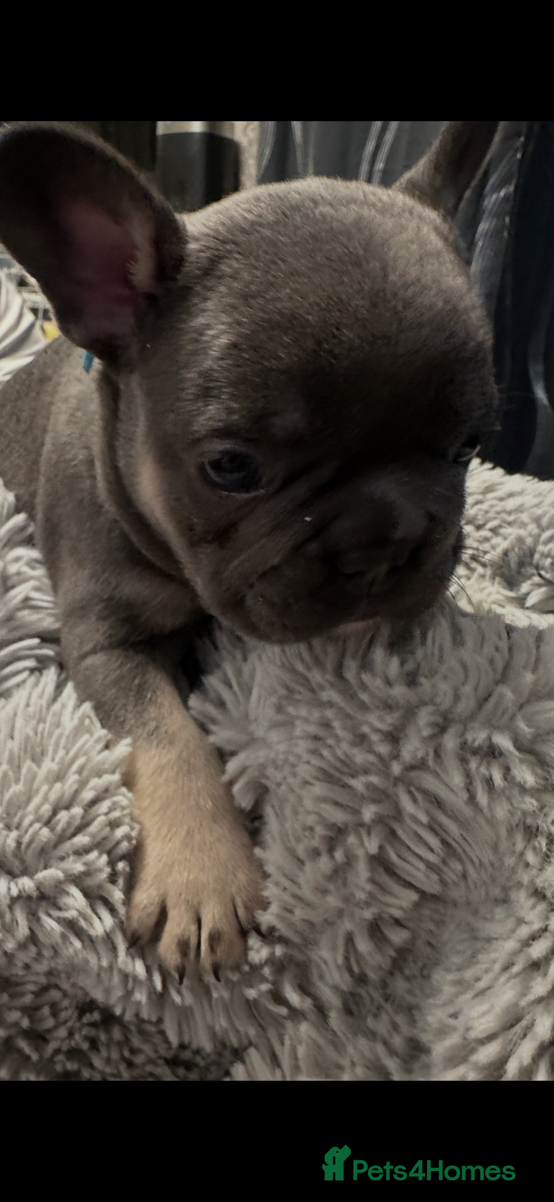 French Bulldog dogs for sale: Beautiful looking French bulldog puppies - Advert 8