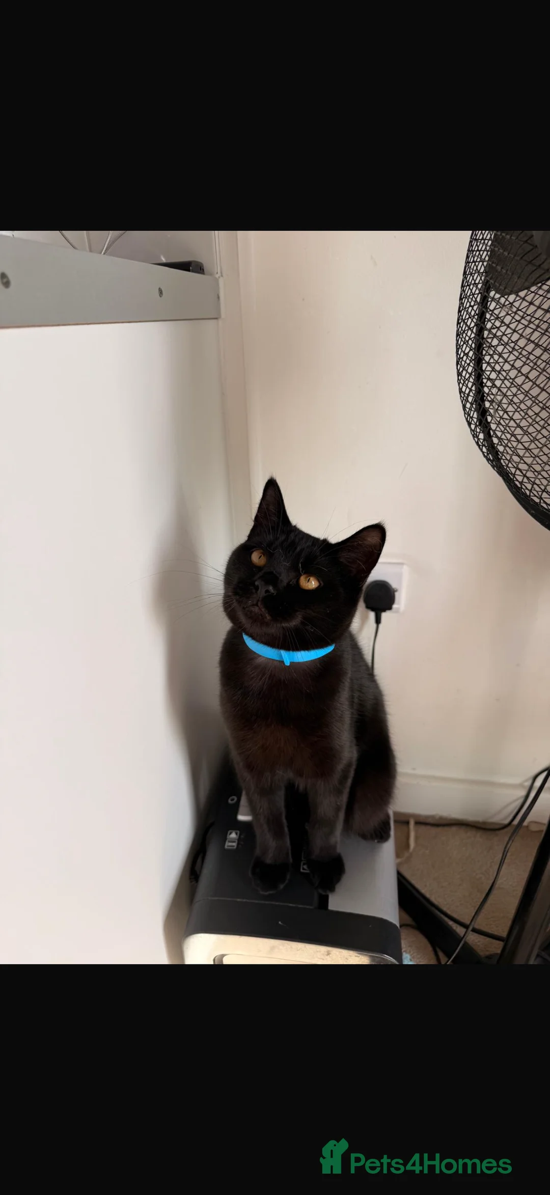 Mixed Breed cats for sale: 3 CATS FOR REHOMING - Advert 1