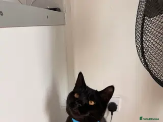 Mixed Breed cats 3 CATS FOR REHOMING - Advert 3