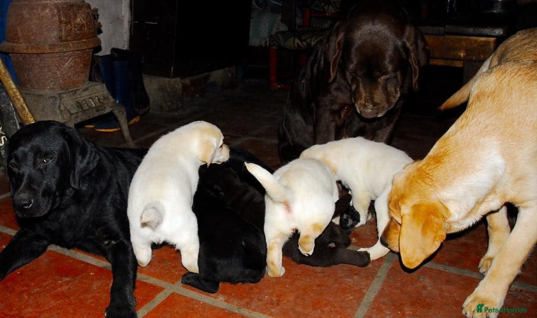 Labrador Retriever dogs for sale: Yellow Labrador Puppy - Image 9