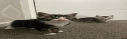 American Shorthair cats for sale: Beautiful Kittens Looking For Forever Home - Advert 2