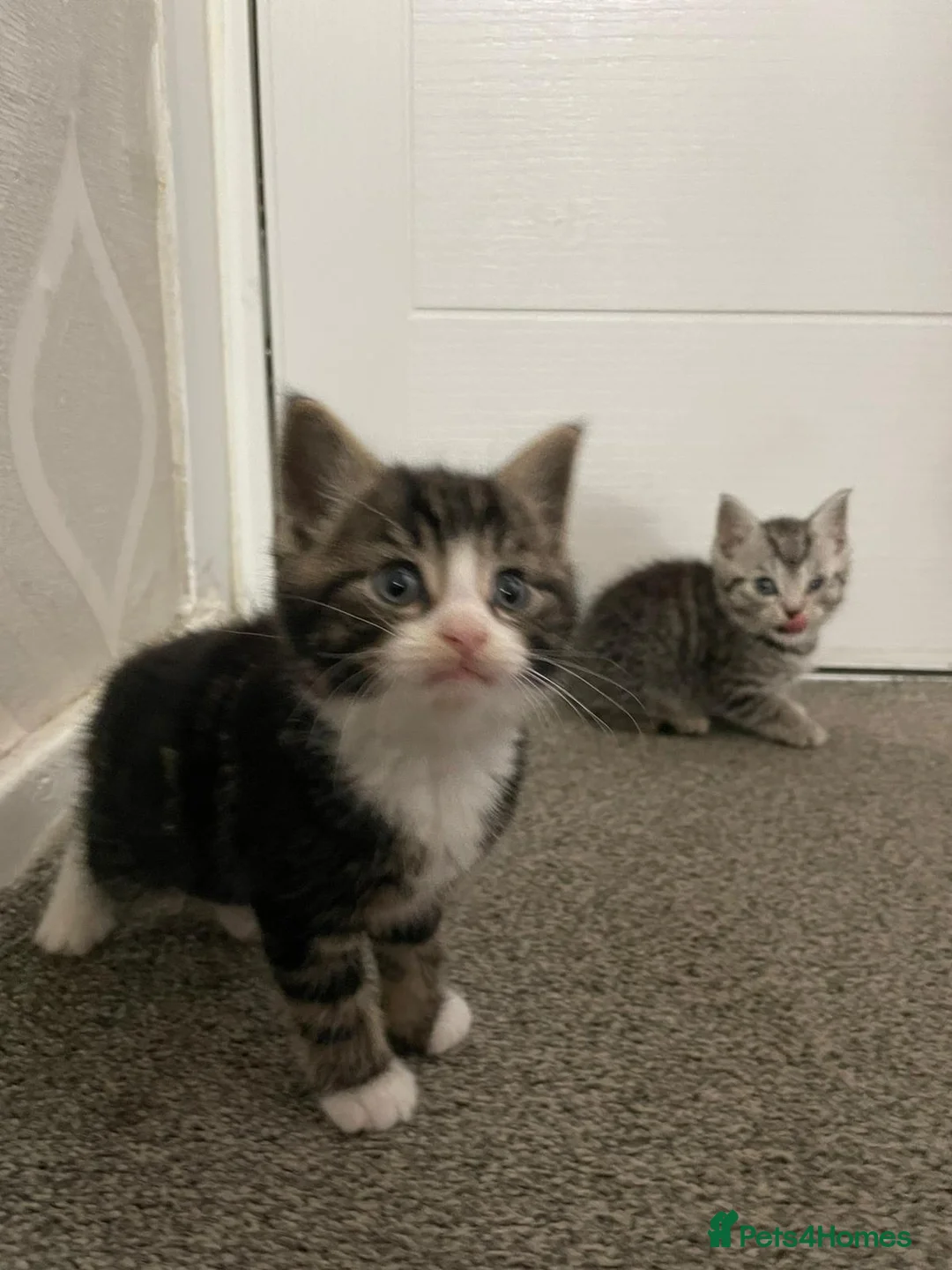 American Shorthair cats for sale: Beautiful Kittens Looking For Forever Home - Advert 2