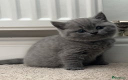 British Shorthair cats for sale: Beautiful BSH Kittens - Ready to leave ASAP - Image 14