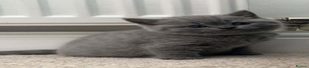 British Shorthair Kitten 3