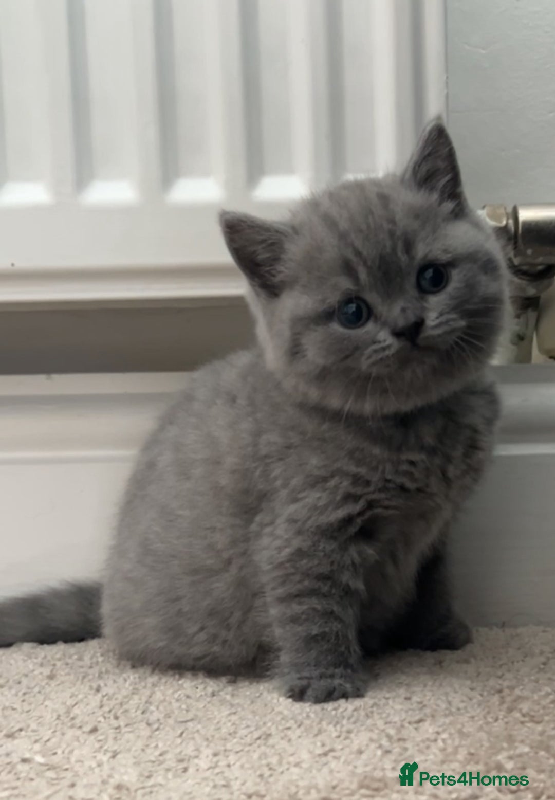 British Shorthair cats for sale: Beautiful BSH Kittens - Ready to leave ASAP - Image 14