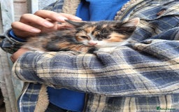 Mixed Breed cats for sale: Kittens available looking for their forever homes  - Image 4