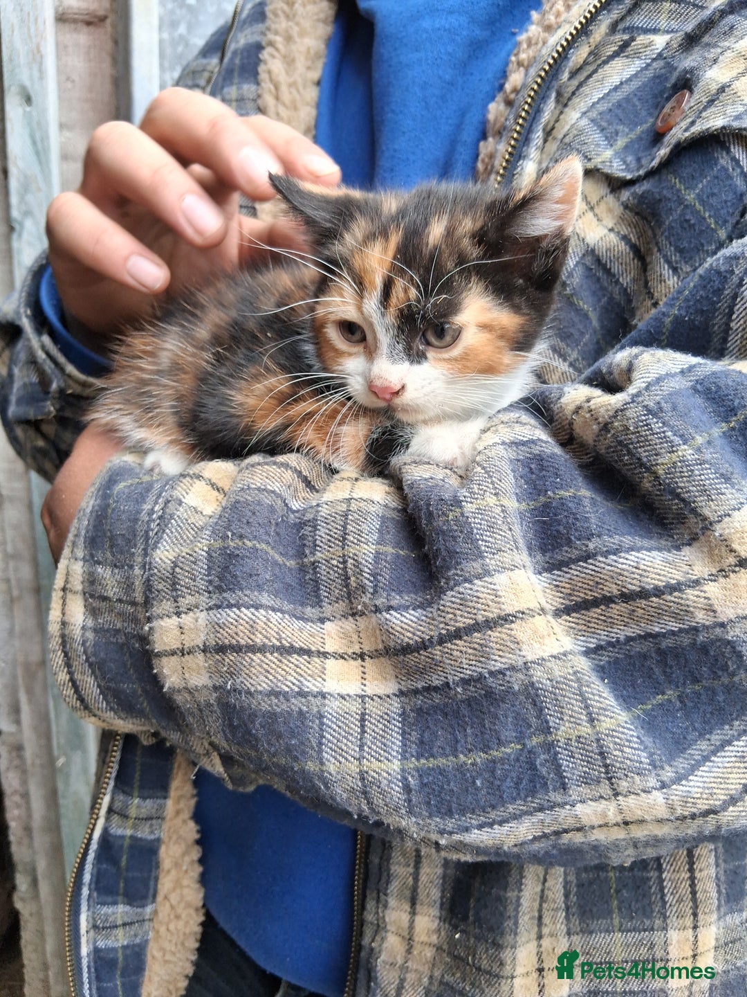 Mixed Breed cats for sale: Kittens available looking for their forever homes  - Image 4