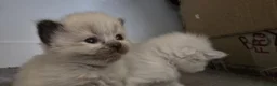 Ragdoll cats for sale: Ragdoll/Siberian mix kittens - Advert 34