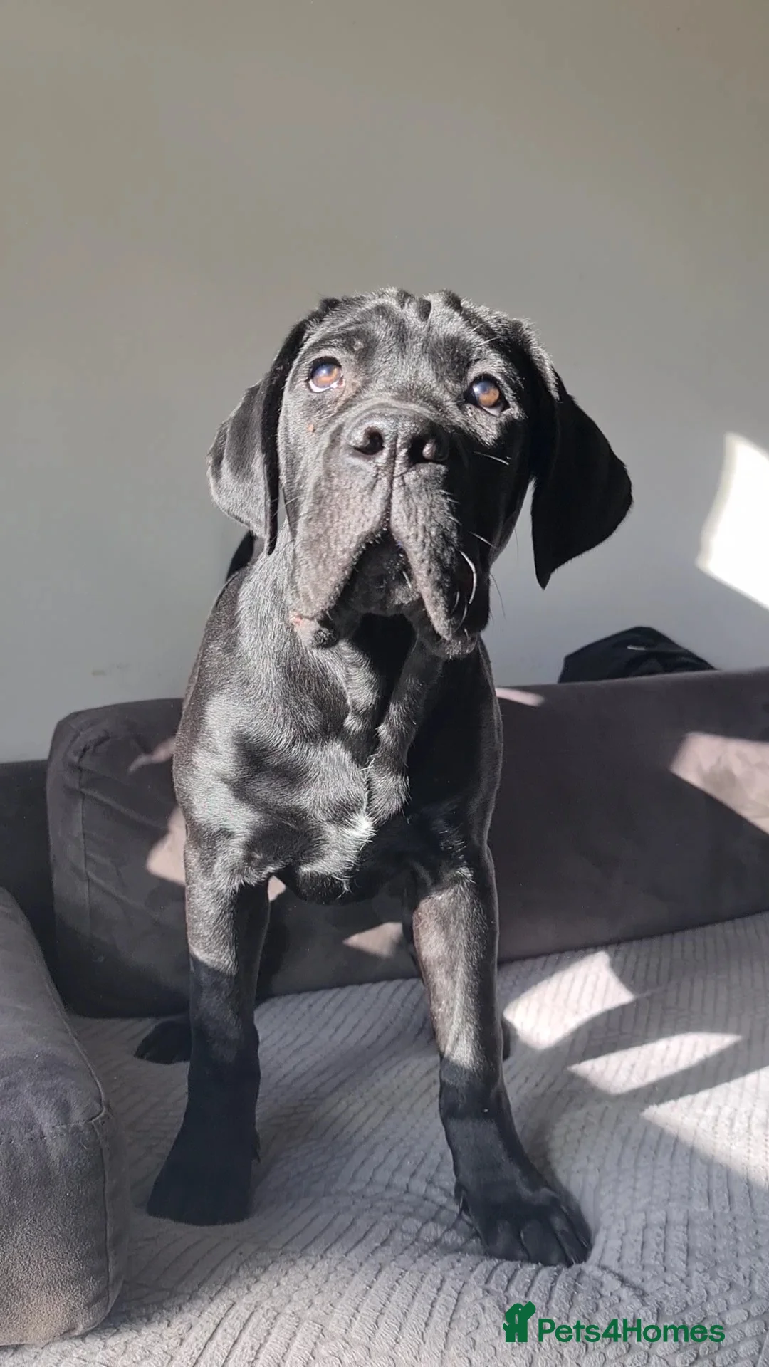 Cane Corso dogs for sale: Beautiful black male Cane Corso puppy - Advert 5