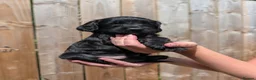 Sprocker dogs for sale: F1 Sprocker puppies !! ONLY 2 LEFT !! - Advert 15