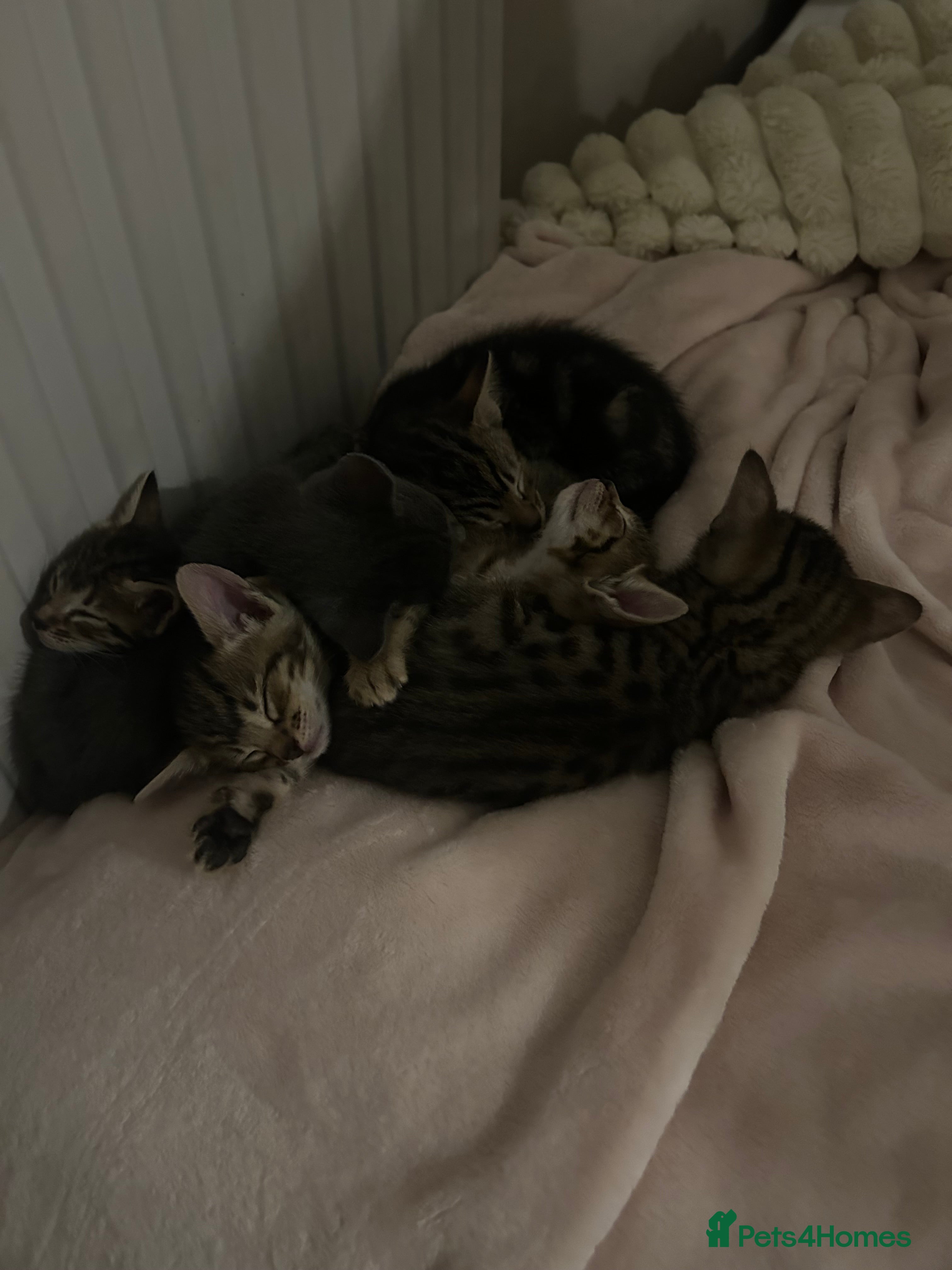 Mixed Breed cats Oriental cross kittens  - Advert 2