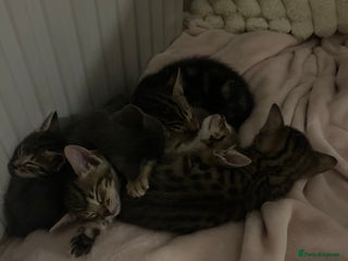 Mixed Breed cats Oriental cross kittens - Advert 2