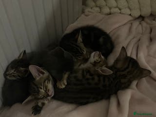 Mixed Breed cats Oriental cross kittens - Advert 17