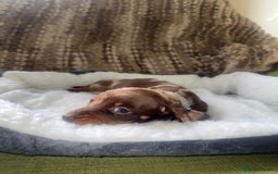 Miniature Dachshund dogs for sale: True miniature smooth coat dachshund puppies  - Image 8