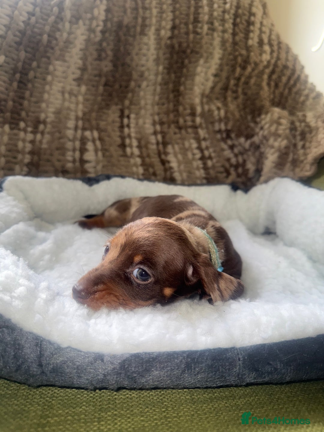 Miniature Dachshund dogs for sale: True miniature smooth coat dachshund puppies  - Image 8
