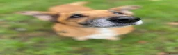 Mixed Breed dogs for adoption: Marley - Advert 2