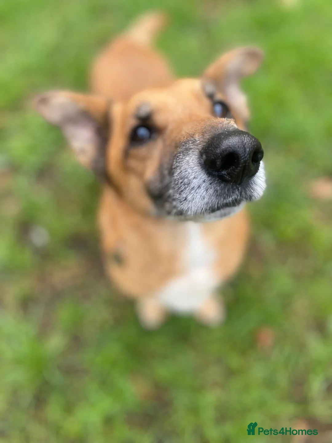 Mixed Breed dogs for adoption: Marley - Advert 2