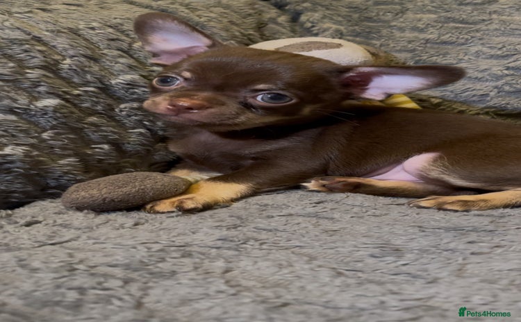 Chihuahua dogs - Advert 1